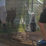 My day on the farm!  I played with animals while mom helped friends build a chicken coop.